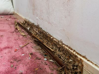 About Complete Restoration Services After Flood or Leak Damage - water damage restoration experts in Brookwood	AL